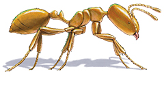 Ants Control in kenya