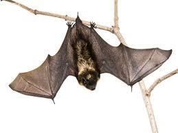 Bats Control services in Kenya