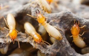 Termite Control Services in Kenya